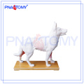 PNT-AM44 modelo de anatomía animal modelo de acupuntura para perros